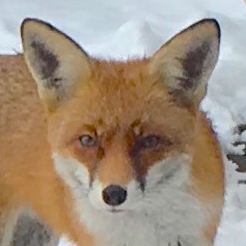 vieuxrenard